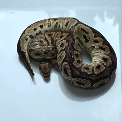 Clown 66% Het Ultramel Ball Python - female for sale from Snake Lab