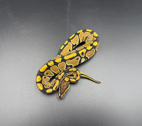Normal Het Hypo 66% Het Clown Ball Python by Pristine Morphs