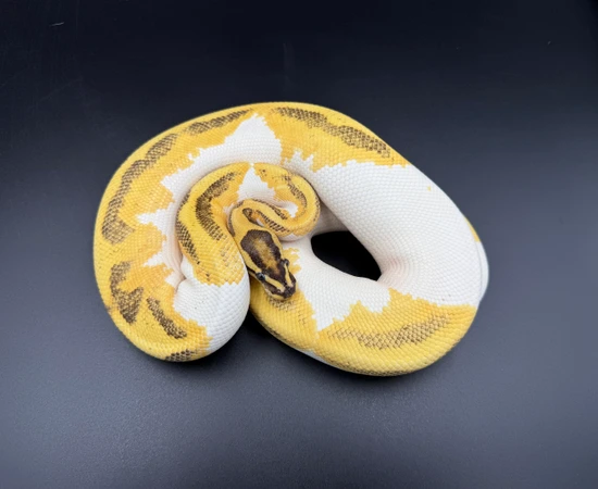 ODYB Fire Enchi Pied Ball Python by Pristine Morphs