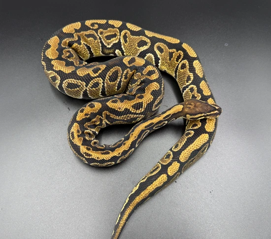 Trick Het Clown Ball Python by Pristine Morphs