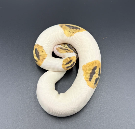 Fire Pied Het Axanthic (VPI) Het Hypo Ball Python by Pristine Morphs