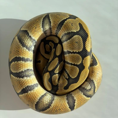 Orange Ghost Het Clown Ball Python - male for sale from Saltarin Serpentines