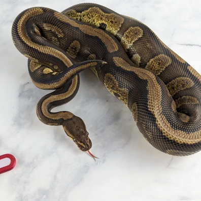 Red Stripe Stranger Het Clown Ball Python - male for sale from Saltarin Serpentines
