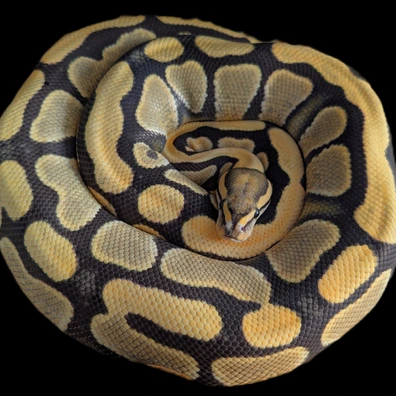 Lyra - YB DG Het Cryptic Breeder Ball Python - female for sale from Saltarin Serpentines