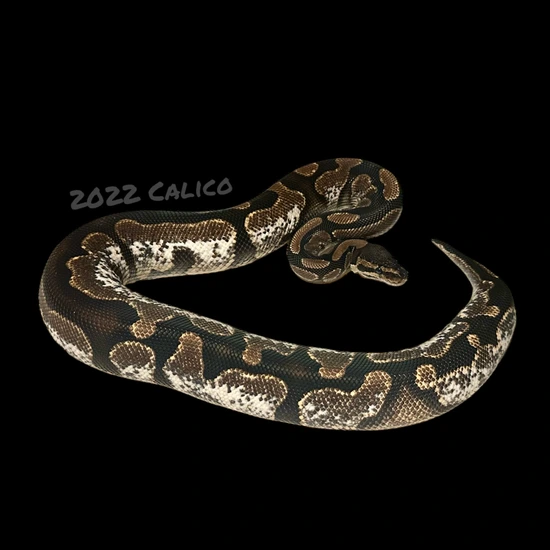 White And Calico Python High White Calico Ball Python by The Quirky Soul