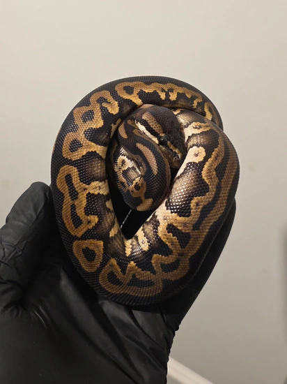 Black Pastel Leopard DH Sunset Clown Ball Python by S & A Royal's