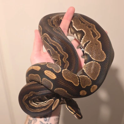 Tri Stripe Ball Python - male for sale from S & A Royal's