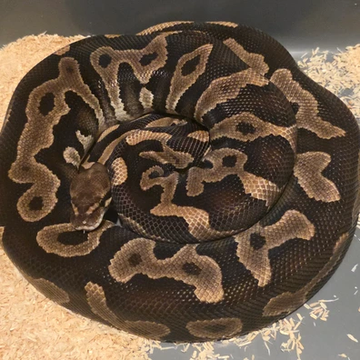 Phantom Leopard Het Clown Ball Python - female for sale from S & A Royal's