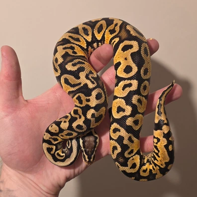 Pastel Asphalt Het Clown Ball Python - female for sale from S & A Royal's