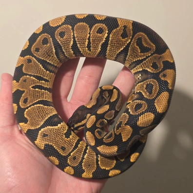 Asphalt Het Clown (Shed Test Proven) Ball Python - female for sale from S & A Royal's
