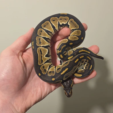 Bongo Het Tri Stripe Ball Python - male for sale from S & A Royal's
