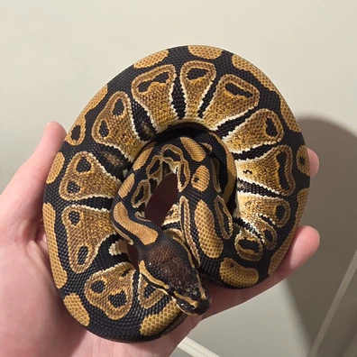 DH Ultramel Clown PH Hypo Ball Python - male for sale from S & A Royal's