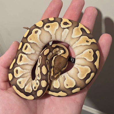 Lesser DH Ultramel Clown Ph Hypo Ball Python - female for sale from S & A Royal's