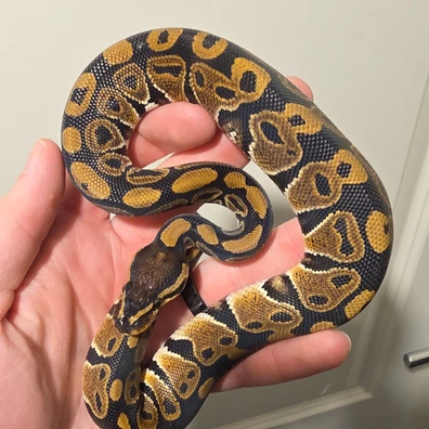 Dh Ultramel Clown Ph Hypo Ball Python - male for sale from S & A Royal's