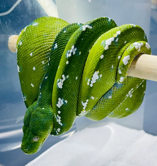High White Male Aru Green Tree Python by Indijinus Designs