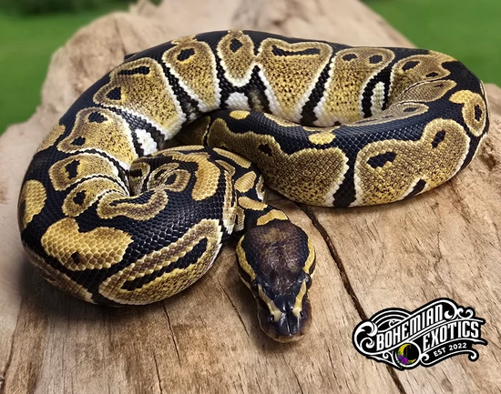 Het Daddy 50% Het Clown FREE SHIPPING Ball Python by Bohemian Exotics