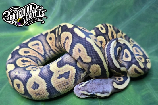 Pastel Hypo Ph Rainbow Ball Python by Bohemian Exotics