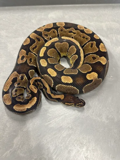 Het Sunset RTB Ball Python by Extraordinary Exotics