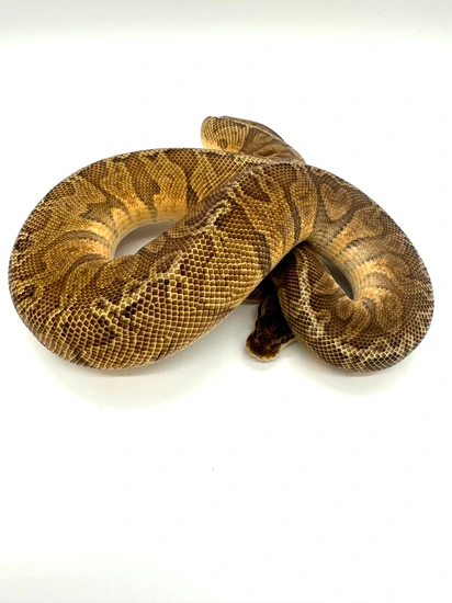 Pastel Sunset Ball Python by Extraordinary Exotics