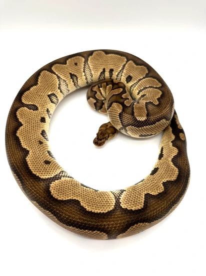 Clown RTB Ball Python by Extraordinary Exotics
