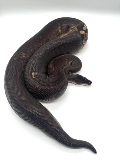 Super Cinny Paradox Ball Python by Extraordinary Exotics