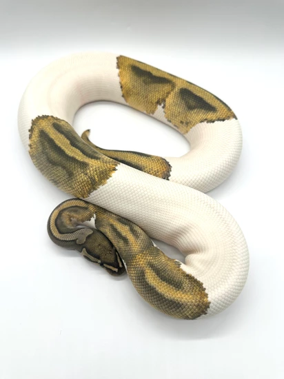 Hypo Pied RTB Ball Python by Extraordinary Exotics