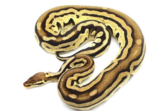Pastel Tri Stripe Ball Python by Extraordinary Exotics