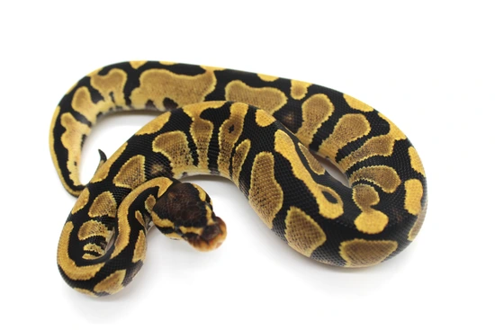 YB DH VPI Axanthic DG Ball Python by Extraordinary Exotics