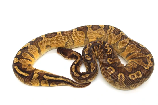 Sunset Het Clown + DH RTB! Ball Python by Extraordinary Exotics