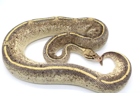 Python Cinnamon Freeway Freeway Ball Python by Extraordinary Exotics