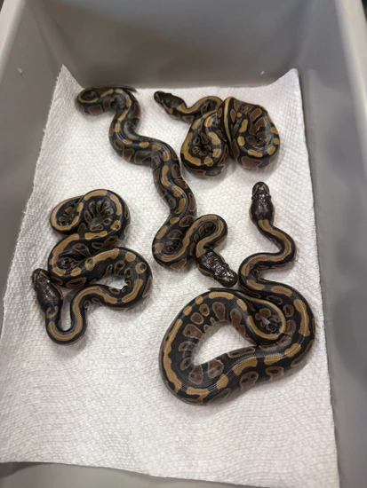 Wholesale Group (7 Snakes) Ball Python by Extraordinary Exotics