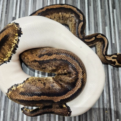 Pastel Panther Piebald / Pied Ball Python - female for sale from Lyons Royals