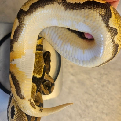 Orange Dream Yellow Belly Het Lavender And 50% Het Pied Ball Python - female for sale from Lyons Royals