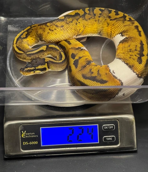 Blonde Mandarin Pied Ball Python by Qball Morphs