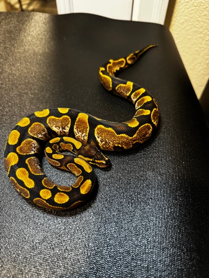 Calico Yb Ball Python by Qball Morphs