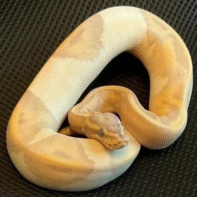 Banana Piebald Ball Python - male for sale from Arthog Gecko’s & Royal Pythons