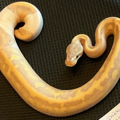 Banana Piebald Ball Python - female for sale from Arthog Gecko’s & Royal Pythons