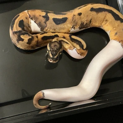 Piebald Ball Python - female for sale from Arthog Gecko’s & Royal Pythons