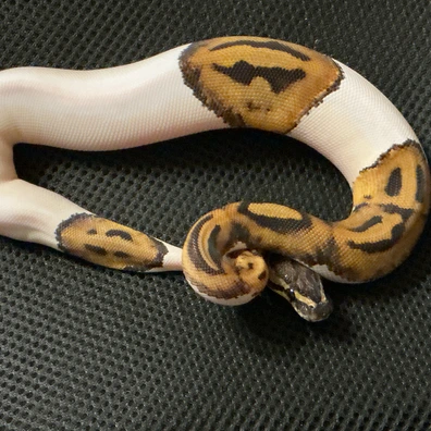 Piebald Ball Python - female for sale from Arthog Gecko’s & Royal Pythons