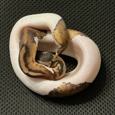 Piebald Ball Python - female for sale from Arthog Gecko’s & Royal Pythons
