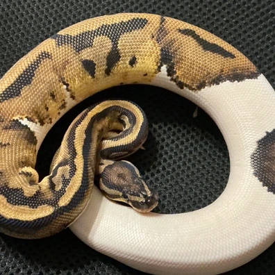 Piebald Ball Python - female for sale from Arthog Gecko’s & Royal Pythons