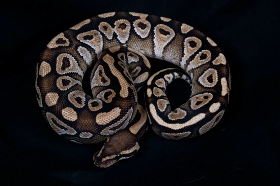 Mojave Free Shipping Ball Python by Above Below Exotics