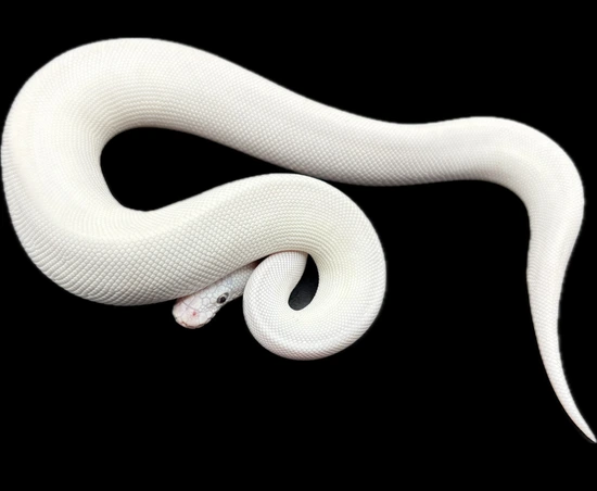 Super Butter Python Super Butter (Bel) Super Friendly!! Ball Python by Sanctum Reptiles LLC