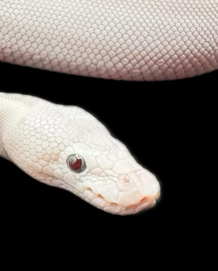 Super Butter Bel 🔥**Rare Blue Eyes Red Pupils ** 🔥 Ball Python by ...
