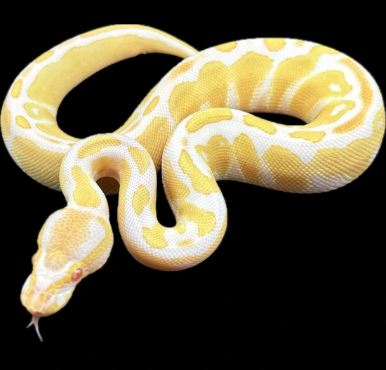 Albino Ball Python by Sanctum Reptiles LLC
