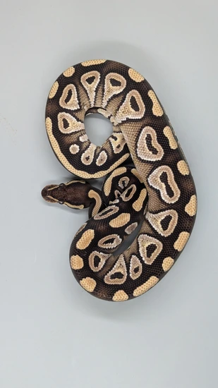 Mojave Het Ghost Ball Python by iNaBoX3D Sandusky Serpents LLC