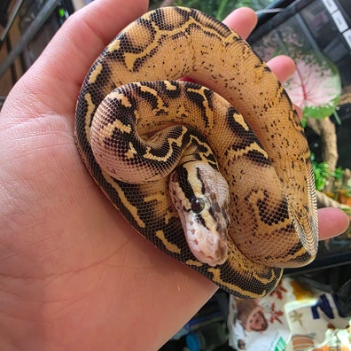 Pastel Super Asphalt Ball Python - female for sale from WaysToLafleur