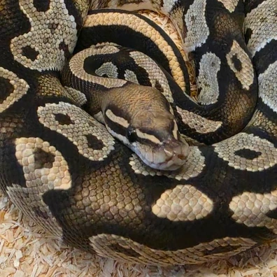 Black Head Fire Hypo Ball Python - male for sale from WaysToLafleur