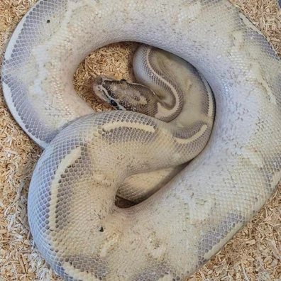 Mojave Highway Ball Python - male for sale from WaysToLafleur