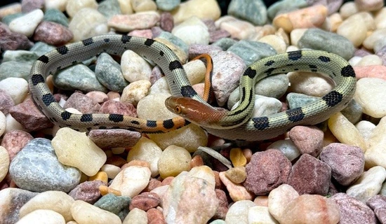 24' CBB Male Aberrant 66% Het Hypo 100 Flower Rat Snake (Elaphe ...